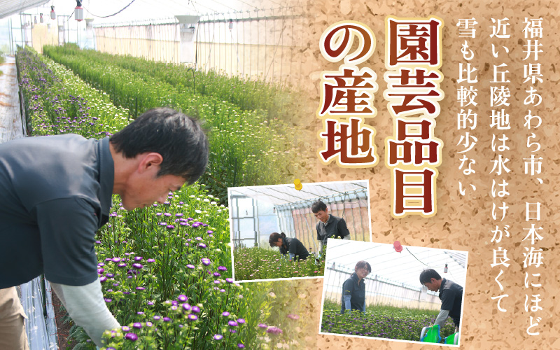 【先行予約】花農家直送 新鮮な切花【冬】 / 生花 お花 旬の花束 豊かな生活 花のある生活 15本程度 2種 季節 花 ※2026年12月下旬以降発送予定 [aw099-a004]