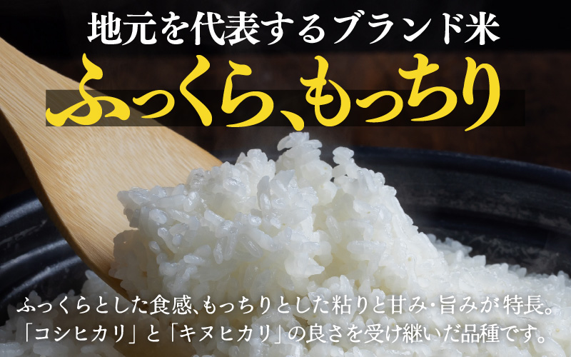 定期便 ≪6ヶ月連続お届け≫ 令和7年産 あきさかり 無洗米 10kg×6回（計60kg） ／ 米 10キロ 福井県産 ブランド米 あきさかり ご飯 白米 新鮮 高品質米 [aw121-l002]