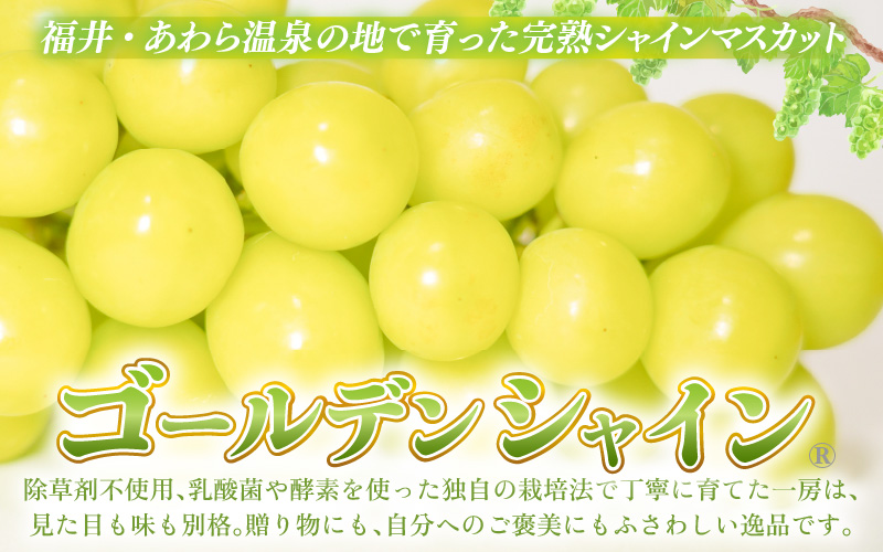 【先行予約】【訳あり】10月特選 ぶどうセットM 1kg以上（2～3房）／ 葡萄 シャインマスカット 完熟 ゴールデン シャイン 品種 おまかせ あわら 農家おすすめ ※2026年10月より順次発送 [aw007-a002]