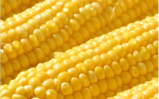 【先行予約】朝採り ピクニックコーン 黄色 10本入《生でも食べれる！希少品》 ／ 野菜 とうもろこし スイートコーン ※2026年6月上旬以降順次発送 [aw028-a007]