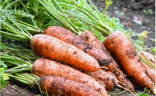 【先行予約】農家直送 秋野菜セット 1箱 7品目以上 《元気に育った新鮮野菜！》※2026年10月下旬以降発送 [aw028-a010]