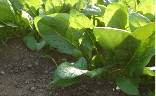 【先行予約】農家直送 冬野菜セット 1箱 7品目以上 《元気に育った新鮮野菜！》※2025年12月上旬以降発送 [aw028-a011]