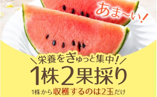 【先行予約】小玉すいか 愛娘(まなむすめ) 2kg以上 2玉入 ＜大玉のようなシャリ感！皮際まで抜群に甘い＞ / 期間限定 果物 フルーツ 産地直送 スイカ 小玉スイカ ※2026年6月上旬より順次発送 [aw039-a001]