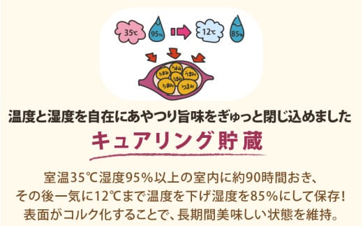 【先行予約】さつまいも とみつ金時 3kg（S～Lサイズ）あわら産 熟成 ／ 焼き芋 スイートポテト 農家直送 期間限定 野菜 常備【2025年12月中旬以降順次発送予定】 [aw041-a002]