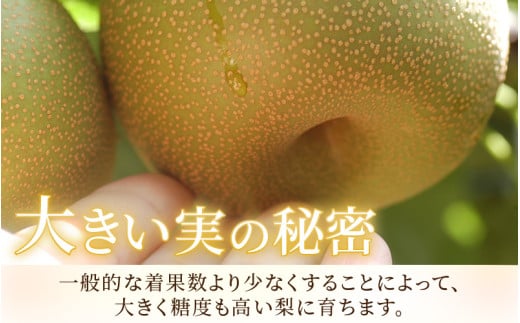 【先行予約】《数量限定》新興梨 9～10玉入 約5kg 歯ごたえ抜群！※2026年10月中旬より順次発送 [aw042-a002]