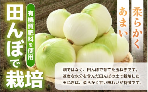 【先行予約】採れたて 新玉ねぎ 10kg（サイズ S M L ミックス）田んぼで育てた甘くて柔らか自慢の玉ねぎ！／ 常備 野菜 玉葱 たまねぎ 玉ネギ 甘い ※2026年6月以降順次発送予定 [aw056-a020]
