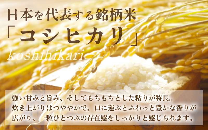 【令和7年産】コシヒカリ 精米 10kg×1袋 《お米マイスターが発送直前に精米！》／ 米 お米 10キロ 福井県産 ブランド米 ご飯 白米 新鮮 [aw064-b009]