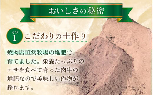 【先行予約】【青肉】アールスメロン 1玉（約1.6kg以上）青肉品種 高級メロン！ ／ マスクメロン 大玉 果物 フルーツ 夏 ギフト 農家直送 ※2026年6月下旬以降順次発送予定 [aw065-a001]