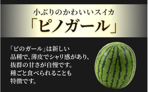 【先行予約】佐藤農園の小玉スイカ ピノガール 2玉（計3kg以上）／福井県 あわら市 フルーツ 夏 果物 西瓜  秀品 農家直送 有機肥料 低農薬 佐藤農園　※2026年6月上旬より順次発送予定 [aw069-a008]