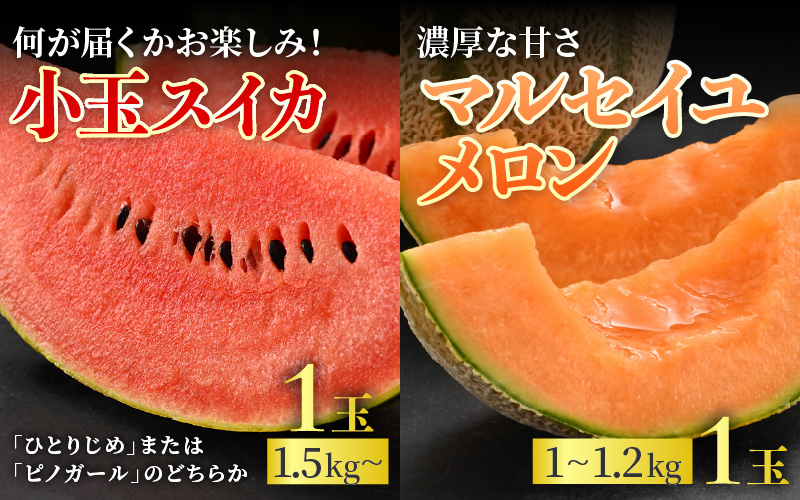 【先行予約】《定期便全2回》佐藤農園のフルーツ定期便 朝採り 計4玉（小玉スイカ・マルセイユメロン・レノンメロン・ペルルメロン）農家直送 秀品 お届け！※2026年6月上旬より順次発送 [aw069-b001]