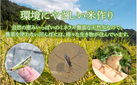 【先行予約】【令和8年産 新米】【定期便12回】伊与衛門農園の自然栽培コシヒカリ玄米 5kg×12回 伊与衛門農園の特別栽培米 ＜温度と湿度を常時管理し新鮮米を出荷！＞ / 米 自然の力 高品質 鮮度抜群 ブランド米 福井県 あわら市産 スマート農業 ※2026年10月下旬より順次発送予定 [aw071-o003]