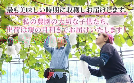 【先行予約】【種なし】上野梨園のナガノパープル 約1kg 【朝採れ】【秀品】農園直送【上野の葡萄】 / ぶどう フルーツ 果物 くだもの 贈答 お土産 種なし 旬 皮ごと食べる ポリフェノール 美容 レスベラトロール ぶどう狩り 巨峰  甘い 大粒 新鮮 濃厚 ※2026年8月下旬より順次発送 [aw077-a015]
