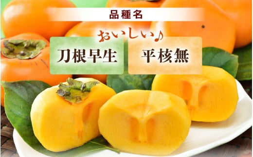 【先行予約】【種なし】 甘い！越前柿12個入り 脱渋済み 本場柿原郷で収穫 ※2026年10月中旬以降順次発送予定 [aw082-a001]