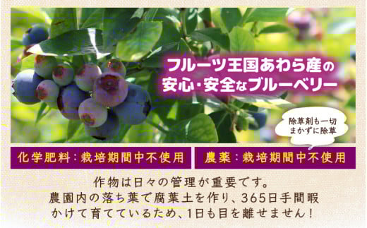 【先行予約】【訳あり】【冷凍】あわらフルーツランドのブルーベリー 800g （400g×2袋） 【完熟】 / フルーツ 果物 くだもの 福井県 あわら市 小分け 便利 たっぷり 完熟 ご当地 国産 おすすめ ※2026年8月上旬より順次発送 [aw091-a002]