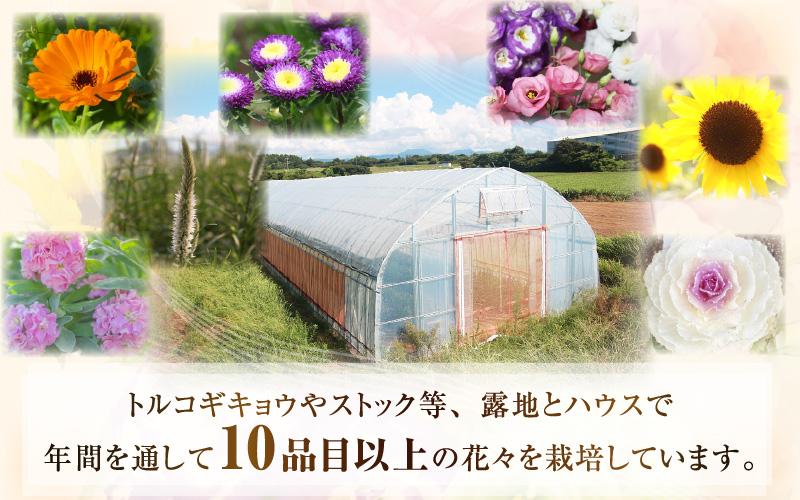 【先行予約】花農家直送 新鮮な切花【夏】 / 生花 お花 旬の花束 豊かな生活 花のある生活 15本程度 2種 季節 花 ※2026年8月上旬以降発送予定 [aw099-a002]
