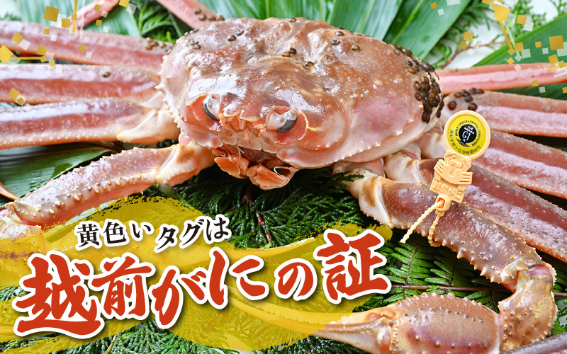 【先行予約】【1月発送限定】茹で越前がに 1杯 750g～900g（大サイズ以上）《新鮮！茹でたてを発送》／ 高級 福井 ブランド ズワイガニ 黄色タグ ボイル 冷蔵 蟹 カニ 期間限定 【最終受付1月28日まで】※2026年1月上旬～2026年1月下旬で発送 [aw002-x003_01]