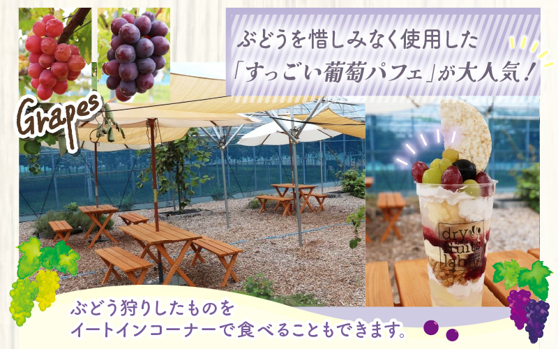 【先行予約】8月特選 ぶどうセットL 1.7kg以上（3～4房）／ 葡萄 シャインマスカット シャイン 品種 おまかせ あわら 農家おすすめ ※2026年8月より順次発送 [aw007-b002]