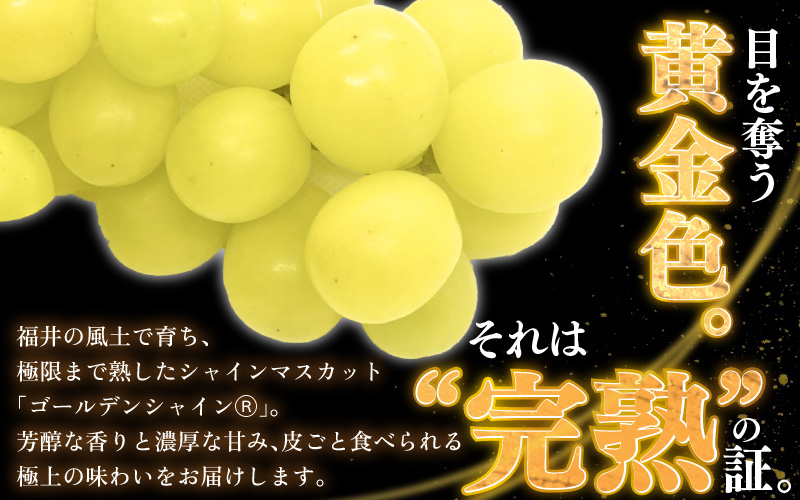【先行予約】【訳あり】＜全3回定期便＞特選 ぶどうセットL（8月・9月・10月）1.7kg以上（各月3～4房）／ 葡萄 ナガノパープル シャインマスカット ゴールデン シャイン 品種 おまかせ あわら 農家おすすめ ※2026年8月より順次発送 [aw007-f001]