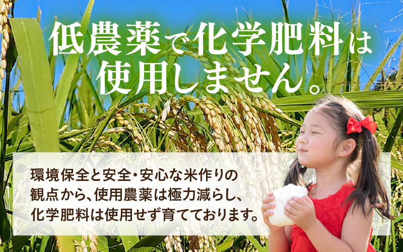 【令和7年産】化学肥料不使用 特別栽培米 ピカツンタ 精米 10kg×1袋 / 白米 米 福井県あわら市産 美味しい 特別栽培米 減農薬 安心な米 旨味 甘み もっちり 冷蔵保管米 [aw010-b009]