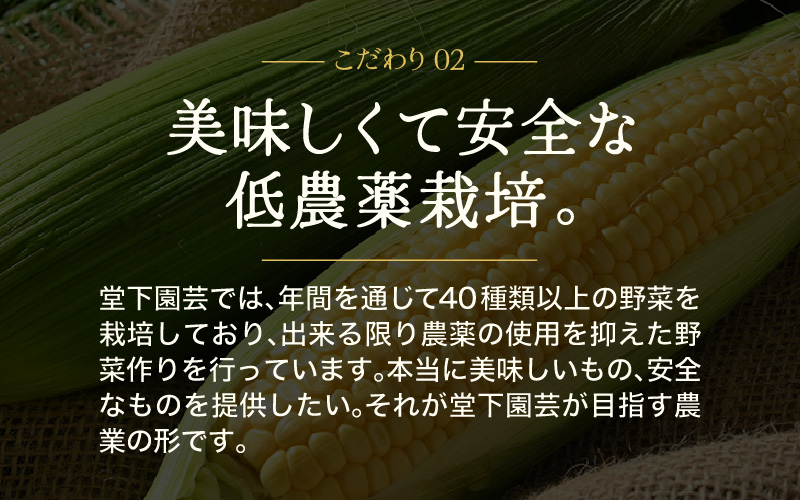 【先行予約】農家直送 夏野菜セット 1箱 7品目以上 《元気に育った新鮮野菜！》※2026年7月中旬以降発送 [aw028-a009]
