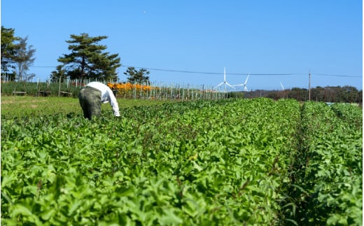 【先行予約】農家直送 冬野菜セット 1箱 7品目以上 《元気に育った新鮮野菜！》※2025年12月上旬以降発送 [aw028-a011]