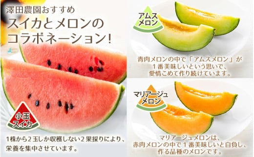 【先行予約】日を分けて2度楽しめる！小玉すいか・おすすめメロン 2種セット(2玉入)  / 期間限定 果物 フルーツ 産地直送 青肉 赤肉 スイカ 小玉スイカ 人気 ※2026年6月下旬より順次発送 [aw039-a004]