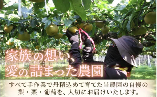 【先行予約】《数量限定》新興梨 9～10玉入 約5kg 歯ごたえ抜群！※2026年10月中旬より順次発送 [aw042-a002]