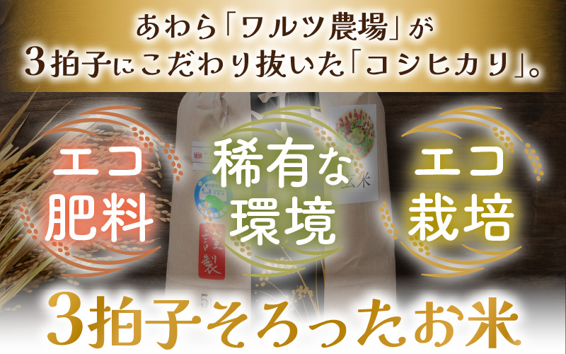 【先行予約】【令和8年産 新米】ワルツ農場の直播き コシヒカリ 玄米 5kg / お米 ご飯 つや 艶 甘味 旨み あわら市産 福井県産 慣行栽培 コメ 北陸 福井県 あわら市 ※2026年10月下旬以降発送予定 [aw046-a006]