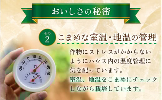 【先行予約】【青肉】アールスメロン 1玉（約1.6kg以上）青肉品種 高級メロン！ ／ マスクメロン 大玉 果物 フルーツ 夏 ギフト 農家直送 ※2026年6月下旬以降順次発送予定 [aw065-a001]