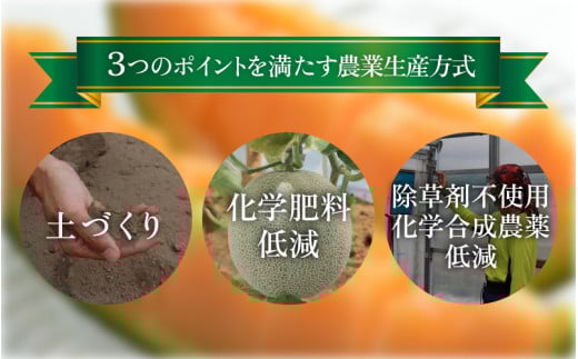 【先行予約】【赤肉】アールスメロン 1玉（約1.6kg以上）赤肉品種 高級メロン！ ／ マスクメロン 大玉 果物 フルーツ 夏 ギフト 農家直送 ※2026年6月下旬以降順次発送予定 [aw065-a003]