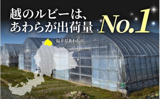 【先行予約】ミディトマト 越のルビー パック入り 約1kg 5パック（4パック＋品質補償1パック） / 福井県産 ブランド トマト 福井県産ブランドトマト 農家直送 有機肥料 低農薬 完熟 甘い ※2026年9月下旬より順次発送 [aw069-a009]