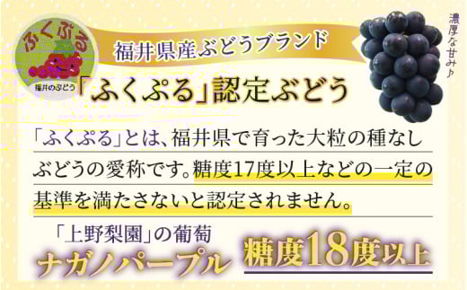 【先行予約】【種なし】上野梨園のナガノパープル 約1kg 【朝採れ】【秀品】農園直送【上野の葡萄】 / ぶどう フルーツ 果物 くだもの 贈答 お土産 種なし 旬 皮ごと食べる ポリフェノール 美容 レスベラトロール ぶどう狩り 巨峰  甘い 大粒 新鮮 濃厚 ※2026年8月下旬より順次発送 [aw077-a015]