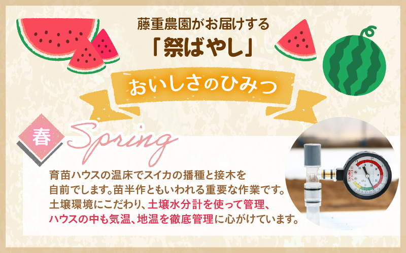 【先行予約】藤重農園の大玉スイカ『祭ばやし』 1玉（7kg～） ≪満足度高い大きなスイカ≫※2026年6月中旬以降順次発送 [aw083-a001]