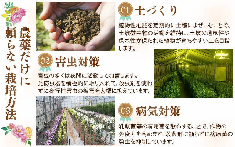 【先行予約】花農家直送 新鮮な切花【夏】 / 生花 お花 旬の花束 豊かな生活 花のある生活 15本程度 2種 季節 花 ※2026年8月上旬以降発送予定 [aw099-a002]