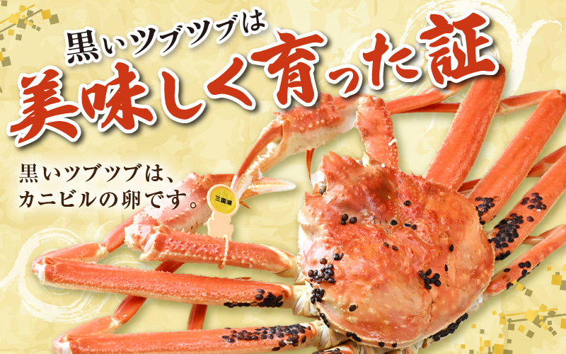 【先行予約】【1月発送限定】茹で越前がに 1杯 750g～900g（大サイズ以上）《新鮮！茹でたてを発送》／ 高級 福井 ブランド ズワイガニ 黄色タグ ボイル 冷蔵 蟹 カニ 期間限定 【最終受付1月28日まで】※2026年1月上旬～2026年1月下旬で発送 [aw002-x003_01]