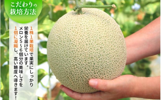 【先行予約】メロンの王様！アールスメロン 2玉入 2～3L 〈贈答用にも最適な最高級メロン〉／ 期間限定 果物 フルーツ 高級メロン マスクメロン 青肉 産地直送 ※2026年7月中旬より順次発送 [aw003-a011]