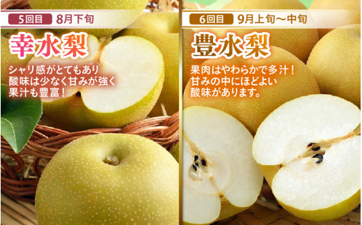 【先行予約】《全7回》あわら大満足 7種 フルーツ定期便 《あわらの旬が満載！》／ 果物 旬 食べ比べ 贈り物 定期便 マルセイユ アンデス アールス 大玉スイカ 梨 柿 ※2026年6月中旬以降順次発送 [aw003-j001]