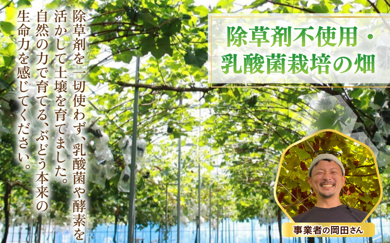 【先行予約】【訳あり】10月特選 ぶどうセットM 1kg以上（2～3房）／ 葡萄 シャインマスカット 完熟 ゴールデン シャイン 品種 おまかせ あわら 農家おすすめ ※2026年10月より順次発送 [aw007-a002]