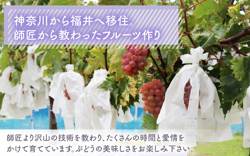 【先行予約】厳選シャインマスカット 1.7kg以上（3～4房）【種なし】フルーツパークOKAYU ※2026年9月中旬より順次発送 [aw007-b004]