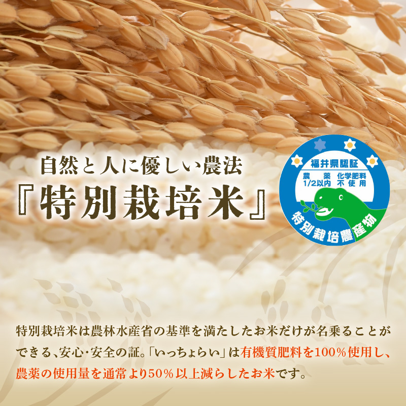 【先行予約】【令和8年産・新米】【一等米】特別栽培米 いっちょらい 精米 5kg ／福井県産 ブランド米 コシヒカリ ご飯 白米 新鮮 大賞 受賞 ※2026年10月上旬以降順次発送予定 [aw012-a032]