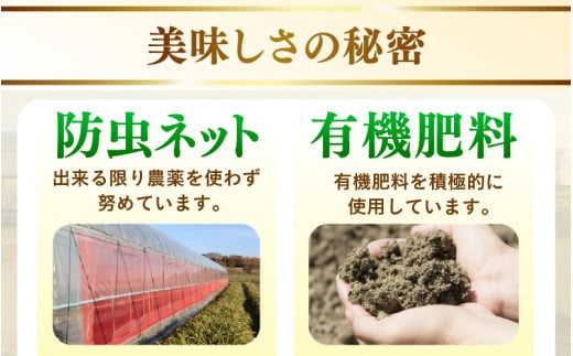 【先行予約】赤肉パリスメロン 秀品 1玉（1.5kg以上）【アールス系赤肉メロン】《糖度16度程度！1株1果採りで育てる高級メロン！》／ 果物 フルーツ 農家直送 赤肉 マスクメロン アールスメロン ギフト 贈答用 ※2026年7月上旬より順次発送予定 [aw028-a005]