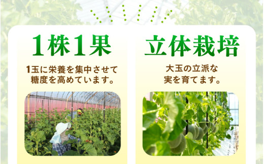 【先行予約】青肉ペルルメロン 秀品 1玉（1.7kg以上）【ネット系青肉メロン】《糖度16度程度！1株1果採りで育てる高級メロン！》／ 果物 フルーツ 農家直送 青肉 ネット系メロン ギフト 贈答用 ※2026年7月上旬より順次発送予定 [aw028-a006]