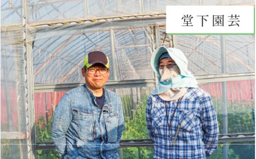 【先行予約】農家直送 冬野菜セット 1箱 7品目以上 《元気に育った新鮮野菜！》※2025年12月上旬以降発送 [aw028-a011]