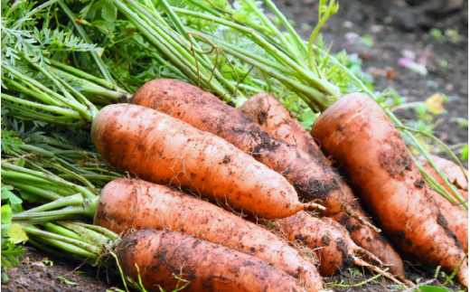 【6ヶ月連続お届け】農家直送 旬の野菜セット 7品目以上 1箱 ／ 定期便 6回 季節 野菜 ボックス BOX セット セレクト 農家 おまかせ 多品目 旬 詰め合わせ 根菜 葉物 [aw028-c002]