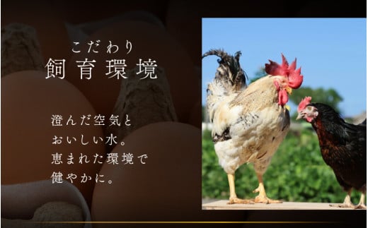 【6ヶ月連続お届け】 福井ブランド 「福地鶏」 の卵 20個 濃厚で甘くておいしい！ 定期便 ／ 卵 たまご 鶏卵 生卵 有精卵 高級 高級卵 福地鶏 鶏 平飼い 美味しい こだわり 6ヶ月 定期便 卵かけご飯 料理 あわら市 福井県産 [aw036-d002]