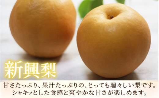 【先行予約】《数量限定》新興梨 9～10玉入 約5kg 歯ごたえ抜群！※2026年10月中旬より順次発送 [aw042-a002]