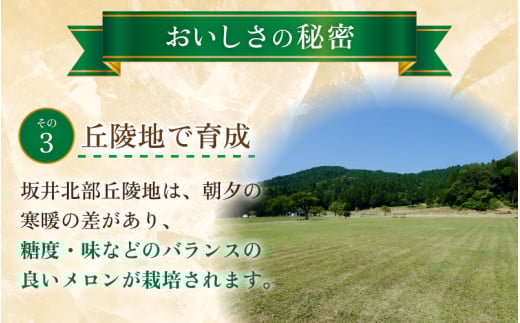 【先行予約】ペルルメロン 1玉（約2kg以上）青肉品種 高級メロン！ ／ マスクメロン 大玉 果物 フルーツ ギフト 農家直送 ※2026年6月下旬以降順次発送 [aw065-a006]