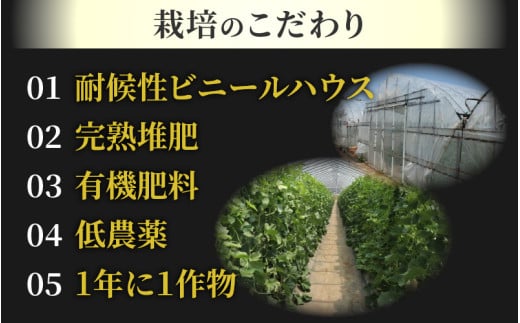 【先行予約】佐藤農園のマルセイユメロン 約5kg 秀品（3～5玉入）深みのある甘さ とろける濃厚な赤肉！農家直送 有機肥料 低農薬 ※2026年6月発送上旬より順次発送予定 [aw069-a003]