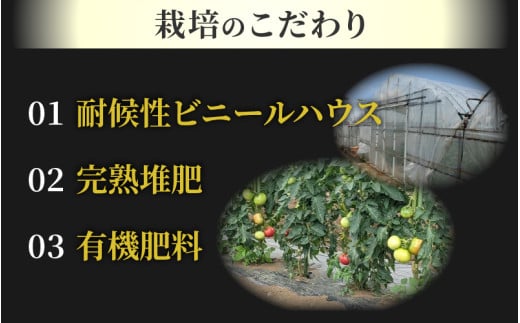 【先行予約】ミディトマト 越のルビー 約2kg 10パック（8パック＋品質補償2パック）／ 福井県産 ブランド トマト 福井県産ブランドトマト 農家直送 有機肥料 低農薬 完熟 甘い ※2026年9月下旬より順次発送 [aw069-a005]