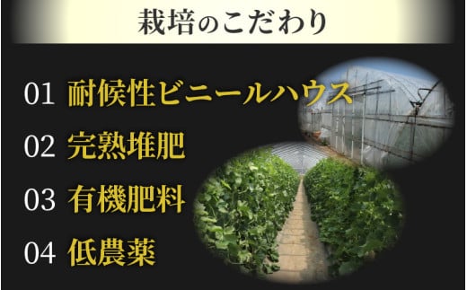 【先行予約】《定期便全2回》佐藤農園のフルーツ定期便 朝採り 計4玉（小玉スイカ・マルセイユメロン・レノンメロン・ペルルメロン）農家直送 秀品 お届け！※2026年6月上旬より順次発送 [aw069-b001]